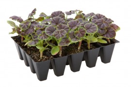 picture of black seedling plug trays